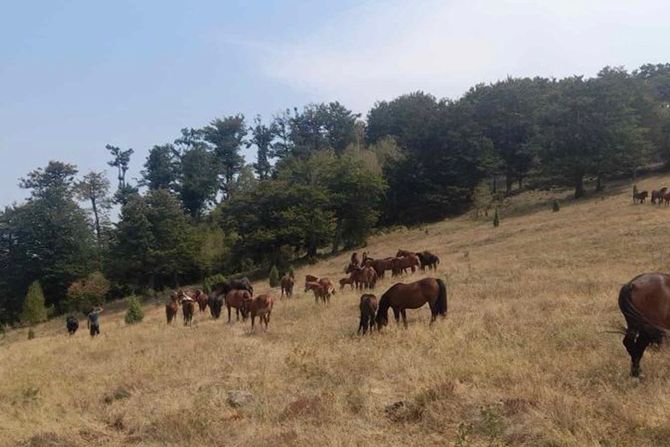 Stolovi, stigla cisterna sa vodom za konje