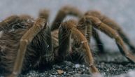 Zašto su tarantule dlakave? Naučnici konačno znaju razlog