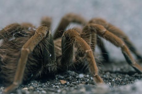 Tarantula