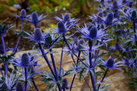 Eryngium