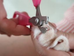 Mačije kandže uklanjanje