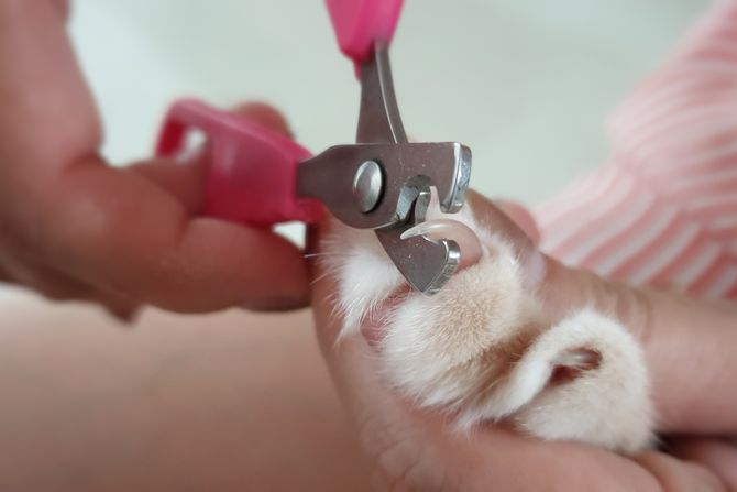 Mačije kandže uklanjanje