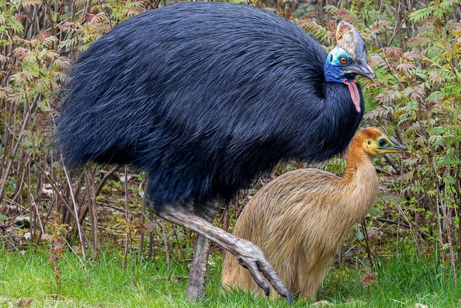 Opasno pile Southern Cassowary Chick