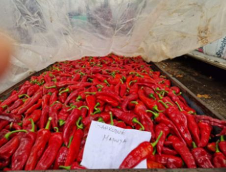 Dani paprike, Donja Lokošnica