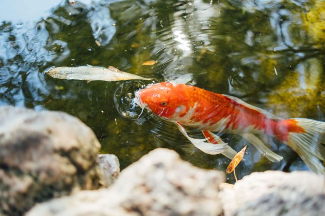 Koi riba - japanski šaran