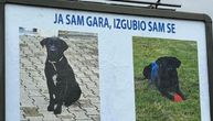 Ceo Novi Sad traga za Garom: Čovek zakupio bilbord da oglasi nestanak mešanca sa ulice, nudi i vrednu nagradu