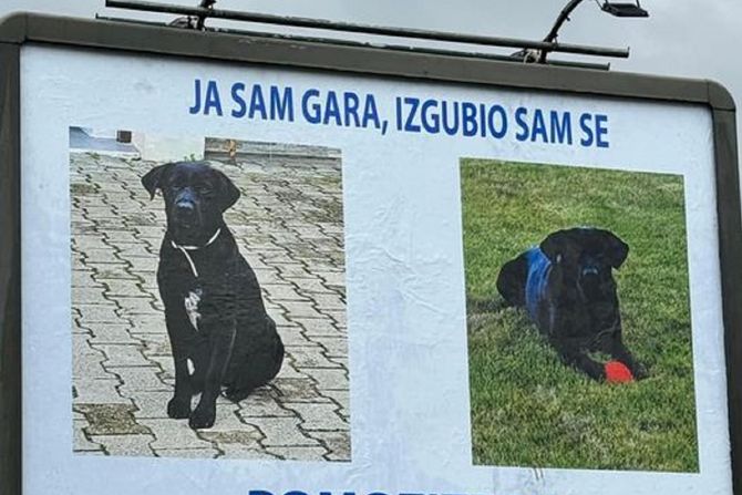 Bilbord, Novi Sad, pas Bilbord, Novi Sad, pas