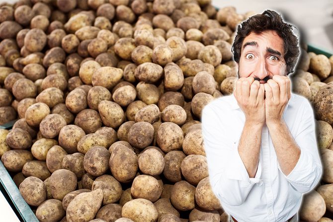 zmija u krompiru zmija u krompiru