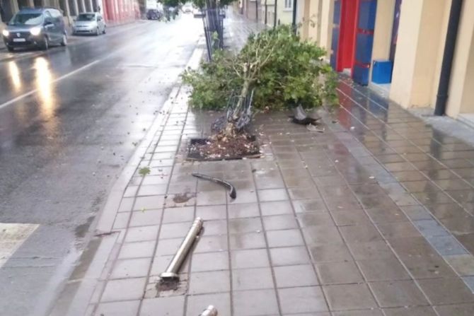 Počupane sadnice, Sremska Mitrovica Počupane sadnice, Sremska Mitrovica