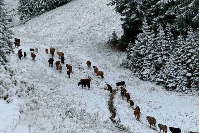 Jahorina, sneg