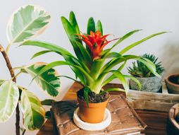 guzmanija, cvet, biljka, nega biljaka, ananas