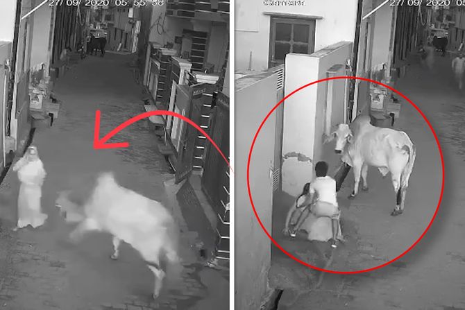 Dečak heroj spasavanje bake od bika Dečak heroj spasavanje bake od bika