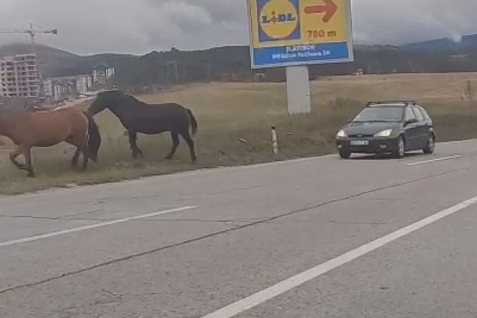 Konji zaustavili saobraćaj na Zlatiboru