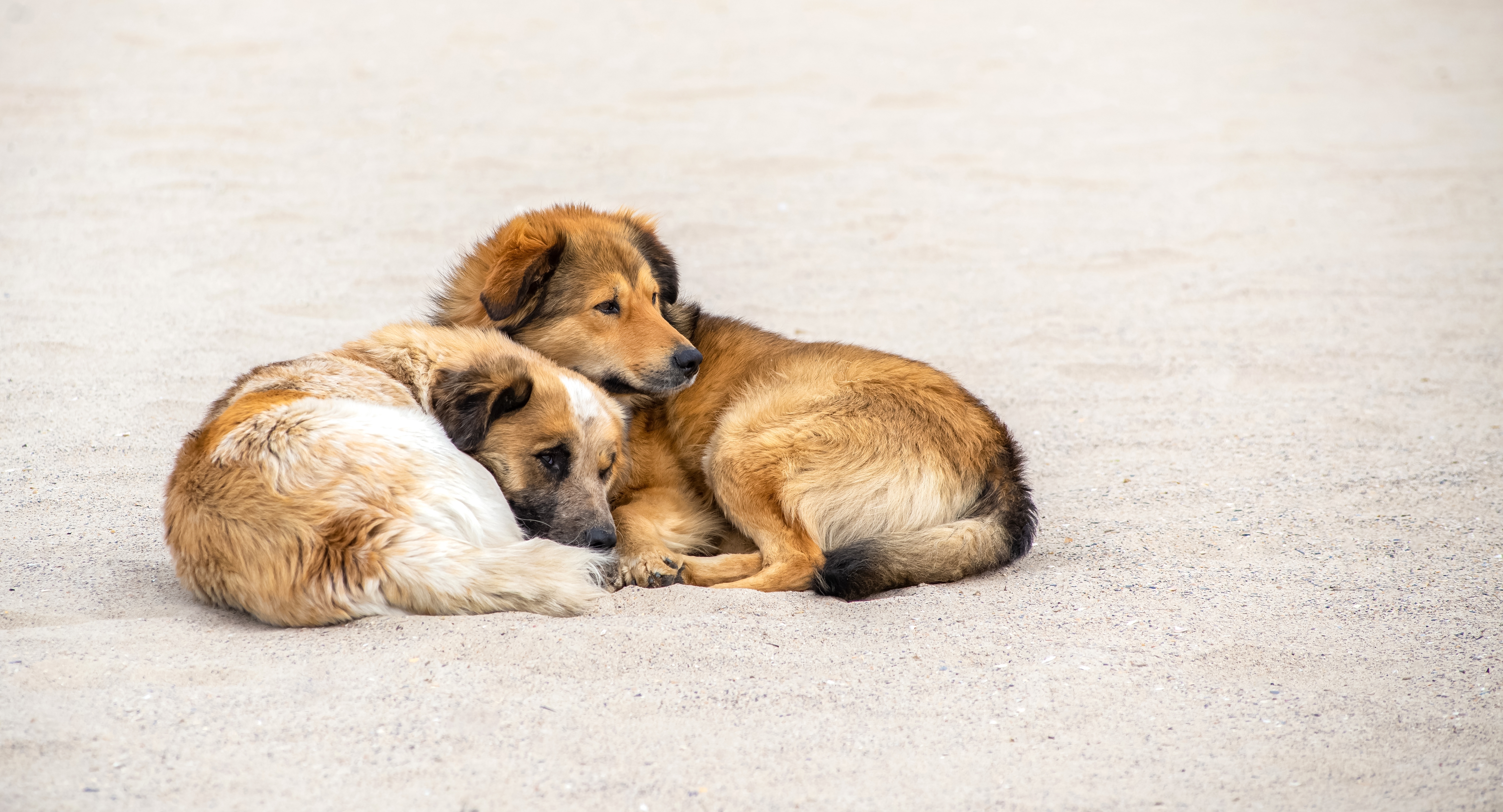 Udruženje Animal rescue apeluje da se pomaže životinjama na visokim temperaturama