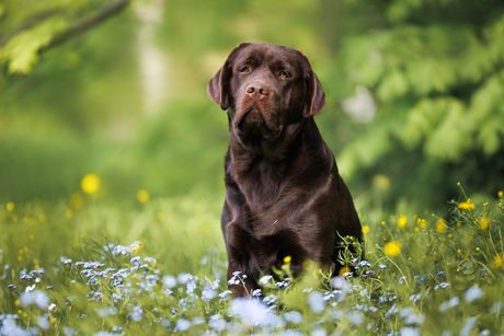 Labrador