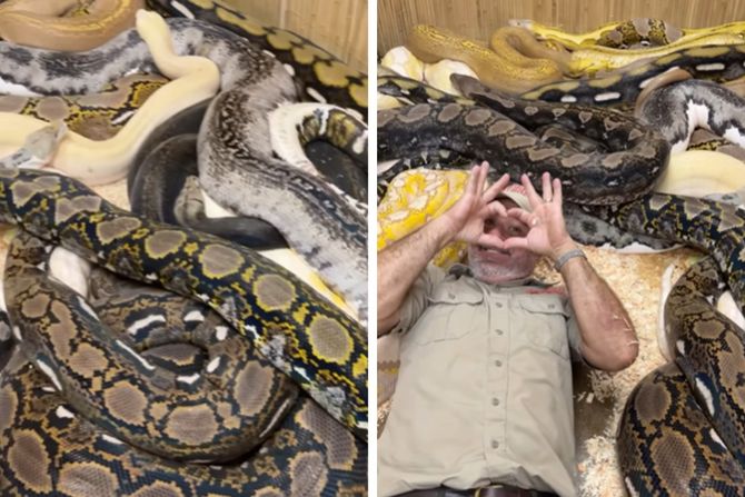 rodjendan sa zmijama rodjendan sa zmijama