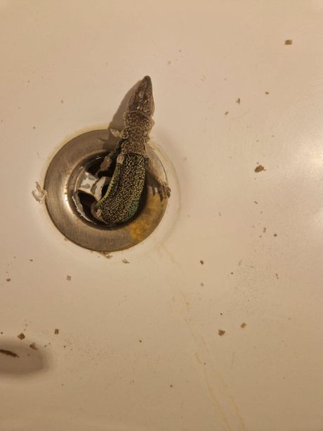 Gušter izlazi iz lavaboa