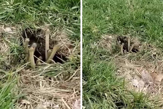 zmije kao pecurke zmije kao pecurke