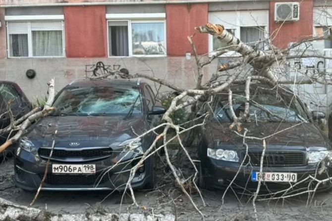 Novi Sad, drvo palo na auto