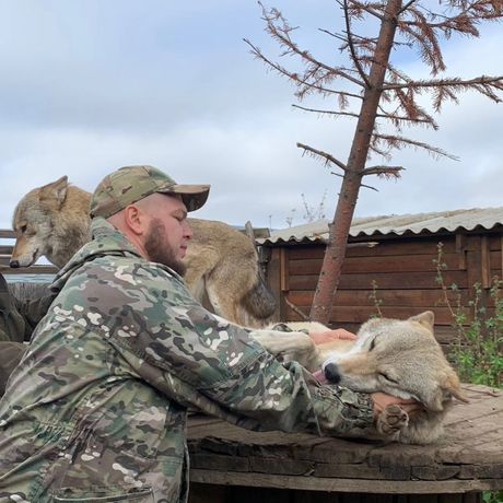 vukovi rusija Aleksandr Konchakov