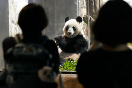 Japan Panda Farewell Japan Panda Farewell