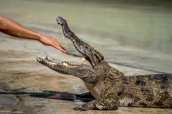 Ruka i krokodil Ruka i krokodil