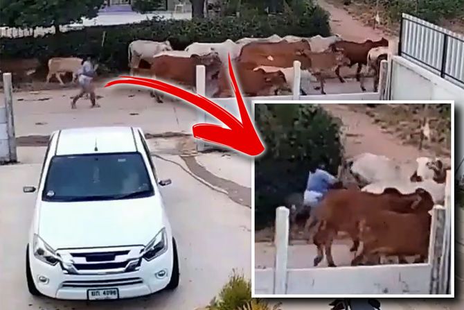 napad krava napad krava