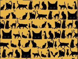 Mozglalica mačke, slepi miš