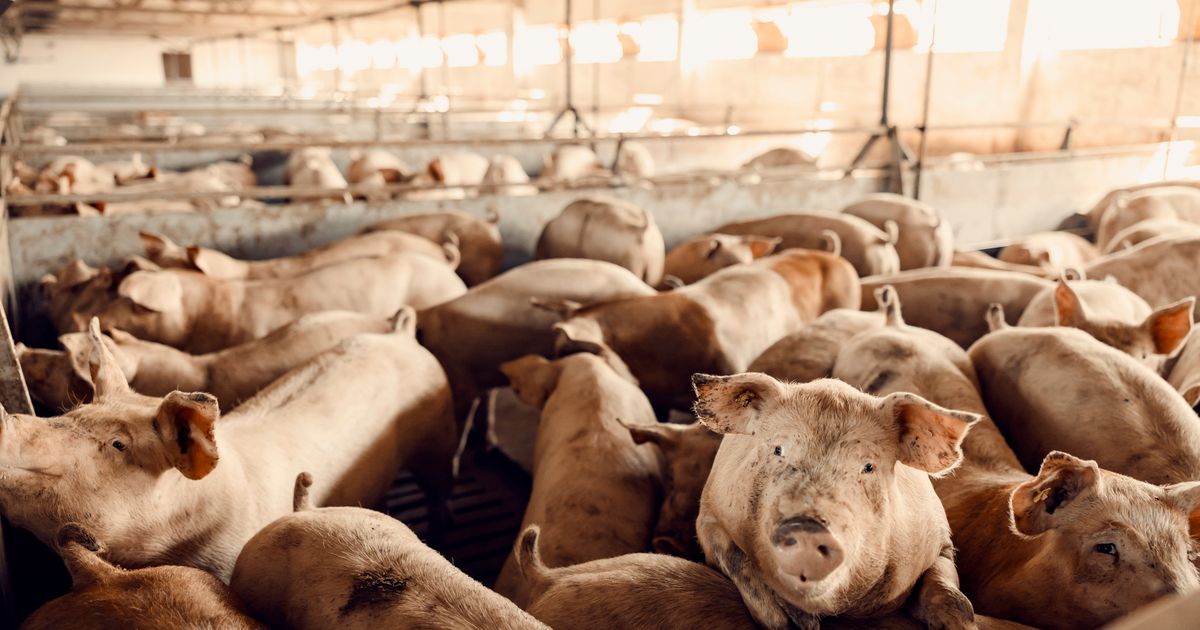 Šok u štalama: Svinje preplavile Srbiju, ovce nestaju - šta se dešava sa stočarstvom?