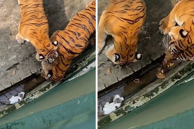 tigrovi i mače tigrovi i mače