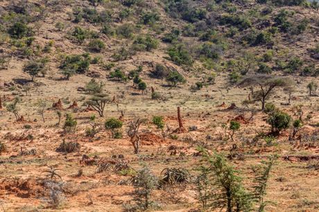 Afrika, Etiopija, termiti