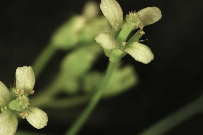 Arabidopsis thaliana