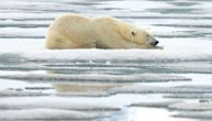 „Ovo je katastrofalan gubitak“: Za 50 godina broj divljih životinja opao za 73%, upozorio WWF