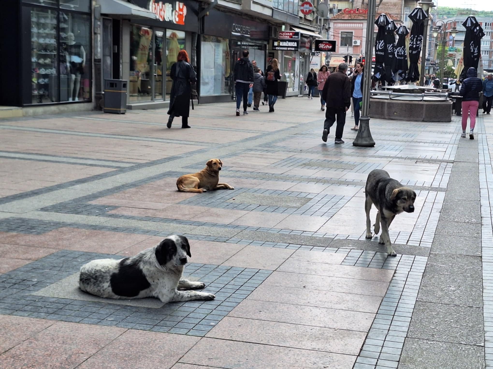 Alarmantno u Nišu: Otkrivena mračna tajna čopora na ulicama! Sumnja se da neko noću TAJNO dovozi pse u grad!