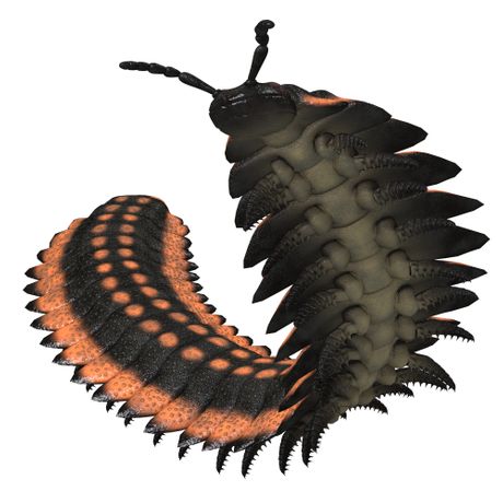 Arthropleura