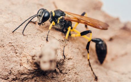 Osa insekt (Sceliphron caementarium)