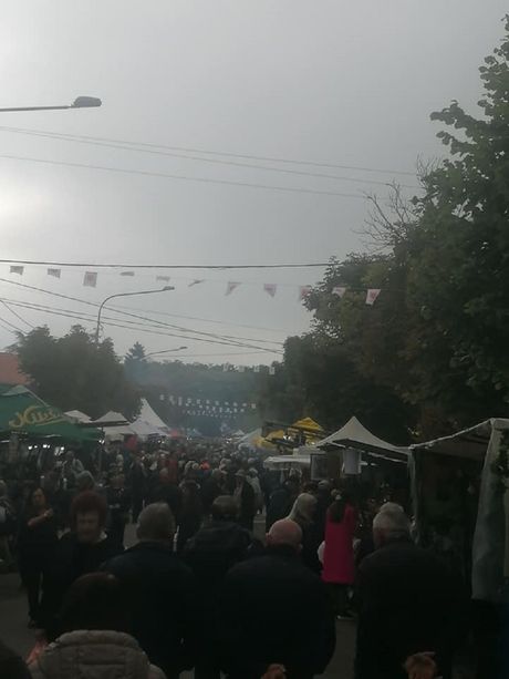Oplenačka berba, Topola