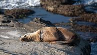 Na plaži u Kaliforniji ustreljen morski lav: NOAA nudi nagradu od 20.000 dolara za informaciju o pucaču