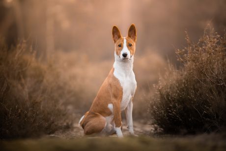 Basenji