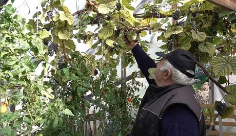 Vinograd na Javoru