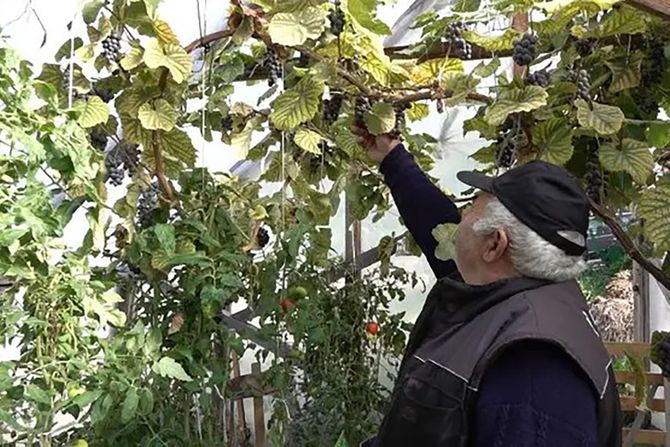 Vinograd na Javoru