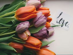 cveće, lale, horoskop, zodijak, astrologija