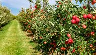 Nekada najveća plantaža jabuka u Evropi bila je simbol privrednog uspeha Jugoslavije