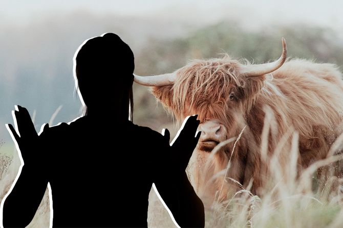 Krava nabila ženu na rogove Krava nabila ženu na rogove