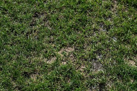 Branko Radujko, stadion Dubočica