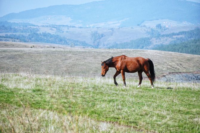 Zlatibor, priroda, planina, konj