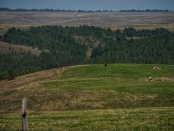 Zlatibor, priroda, planina