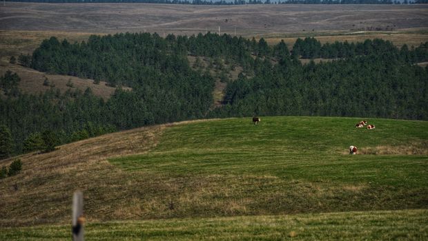 Zlatibor, priroda, planina