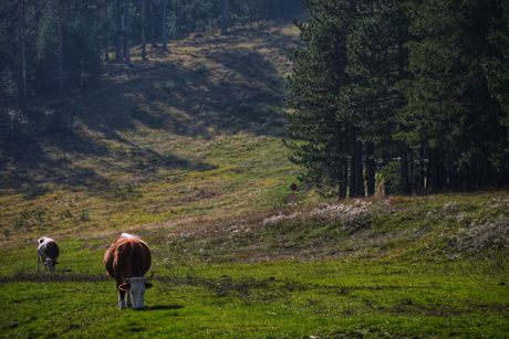 Zlatibor, priroda, planina Zlatibor, priroda, planina