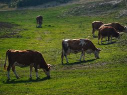 Zlatibor, priroda, planina, krave